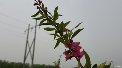 微距 桃花