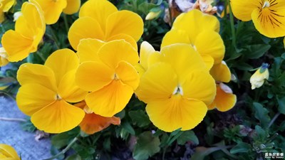花花草草