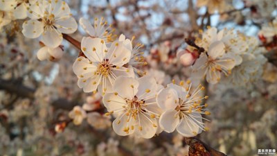 繁花似锦