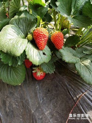 采摘草莓🍓