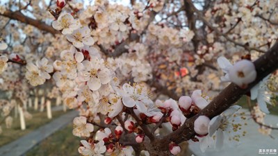 春色满园关不住