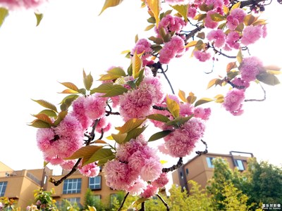 又见樱花开