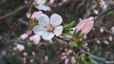 花团锦簇