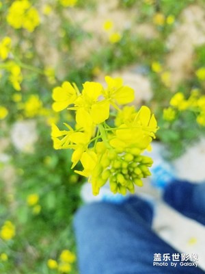 油菜花