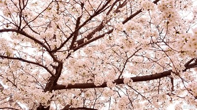 【留住记忆的照片】樱花树下