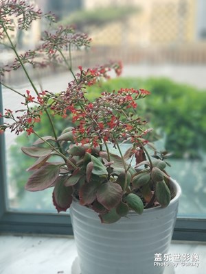 这是什么花？