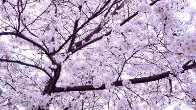 【留住记忆的照片】+春