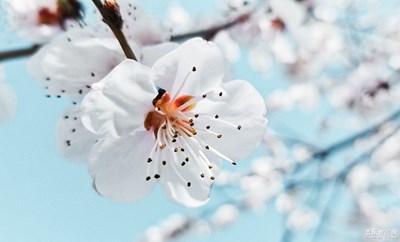 春花烂漫