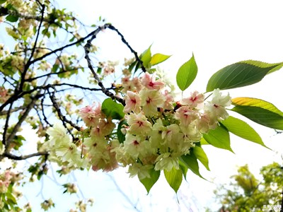 多彩的樱花