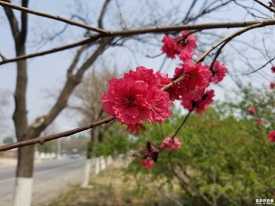 鲜花开满回家的路