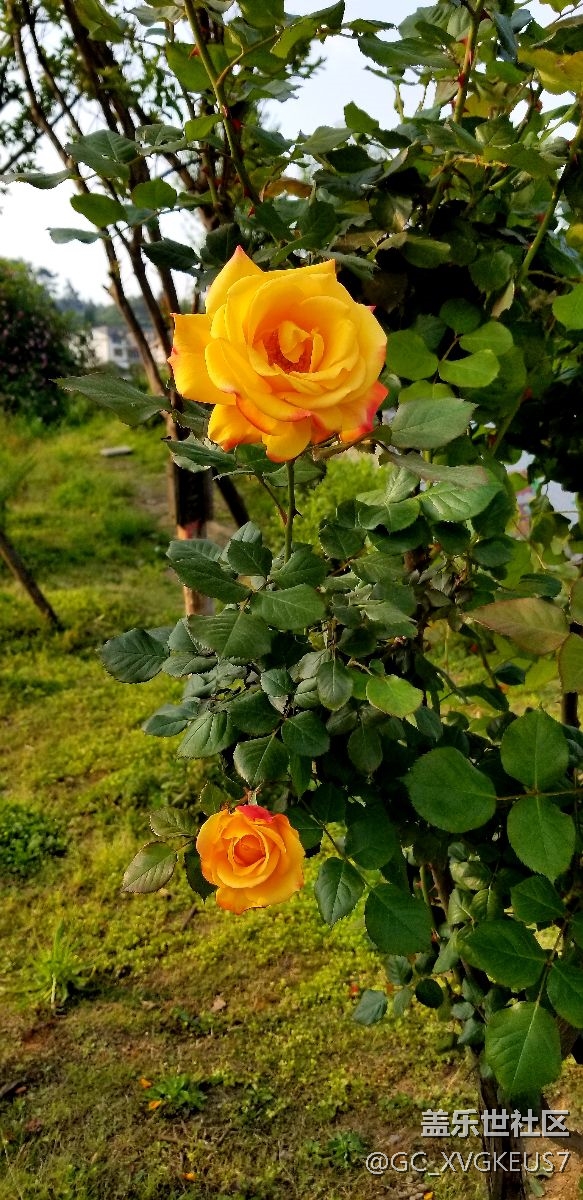 赏花季