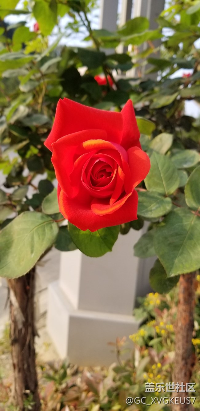赏花季