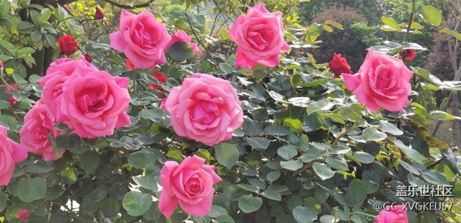 赏花季
