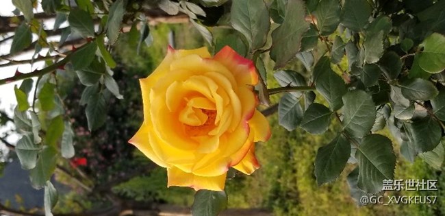 赏花季