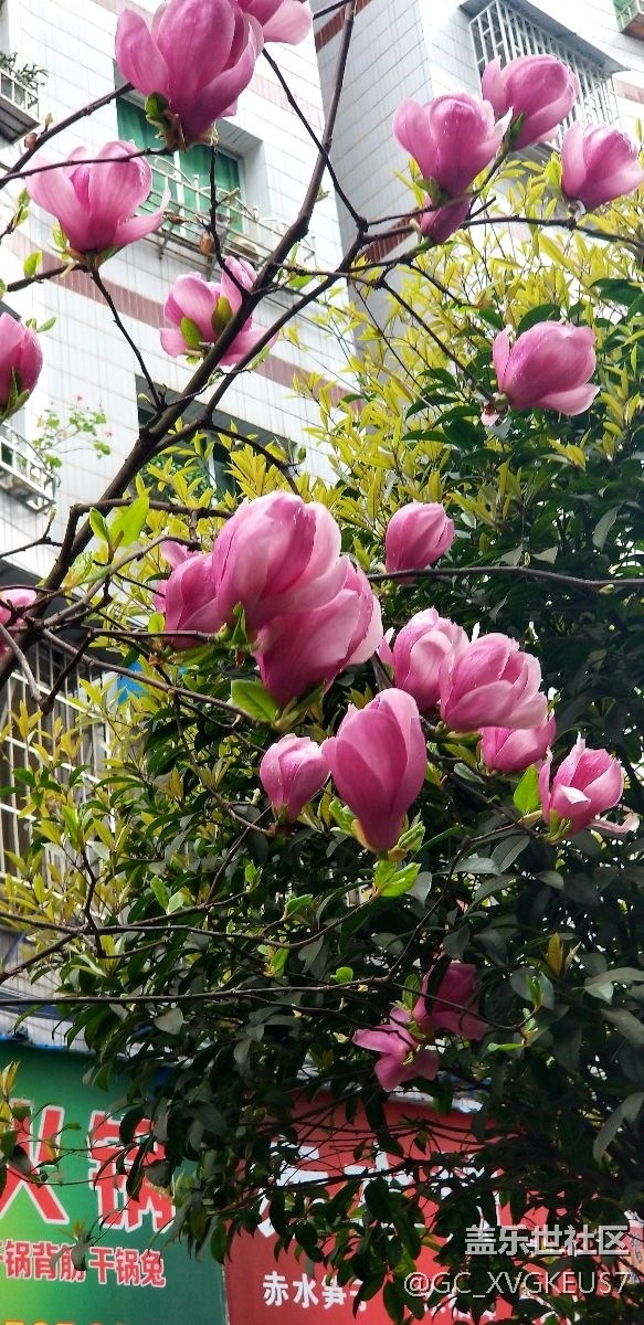 赏花季