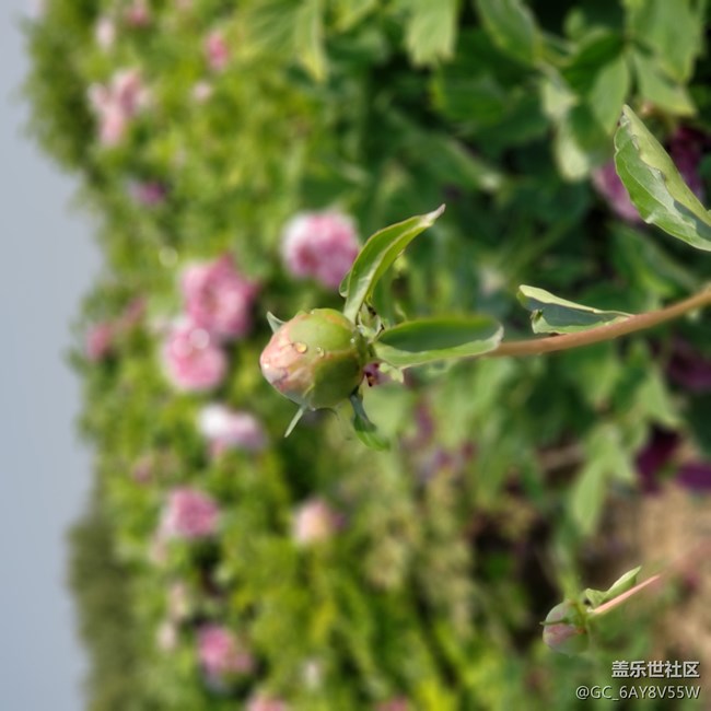 唯有牡丹真国色花开时节动京城