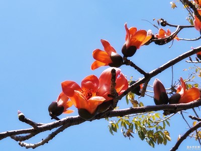 人间四月天——静听花开