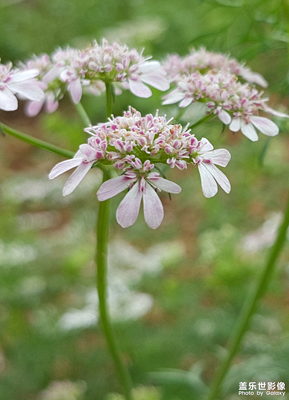 香菜花开