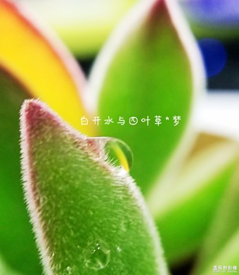 【人间四月天】+各花入各眼