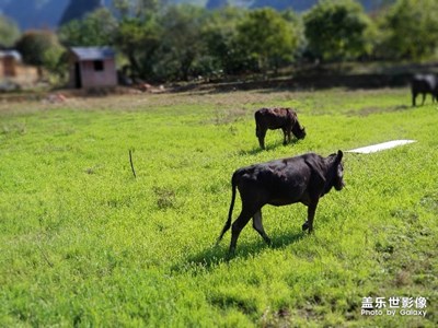 「阳朔西街」——随拍