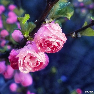 【人间四月天】+花红柳绿又一春