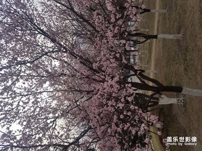 杏花