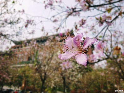 【人间四月天】+春意盎然，百花争艳