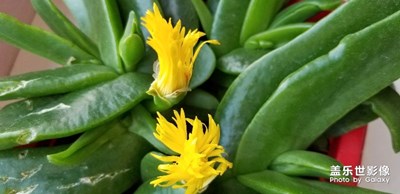 ♥️♥️♥️阳台花♥️♥️♥️