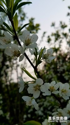 千树万树梨花开