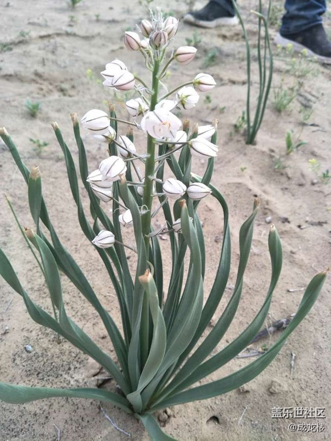 请问这株植物是什么？沙漠里的