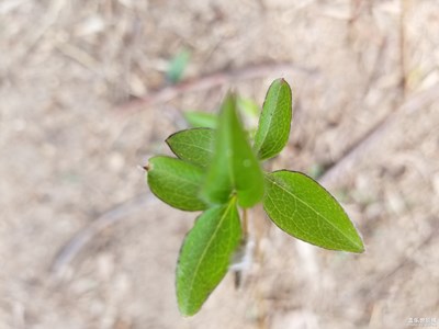 【中国最美瞬间】涯上小草