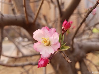 【人间四月天】+忙碌的花季