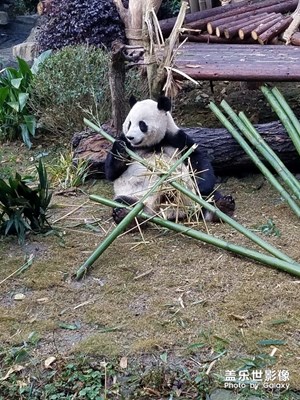 【中国最美瞬间】+成都熊猫基地