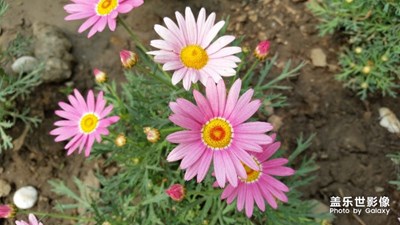 【探访春天的足迹】🌸三星S5镜头下的各种花和山水美景