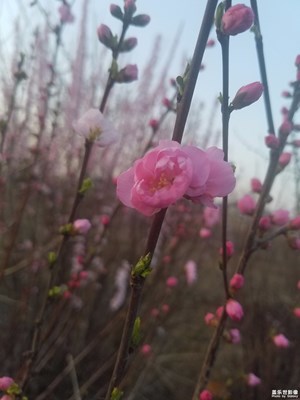 花