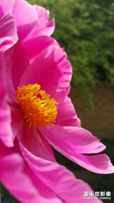 【中国最美瞬间】+芍药花开