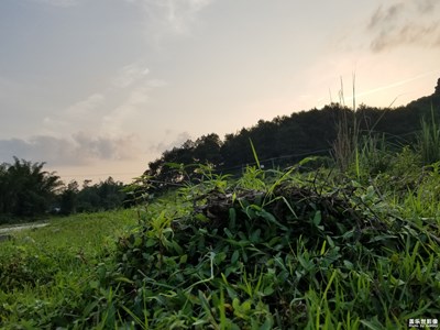 生机勃勃的夏天