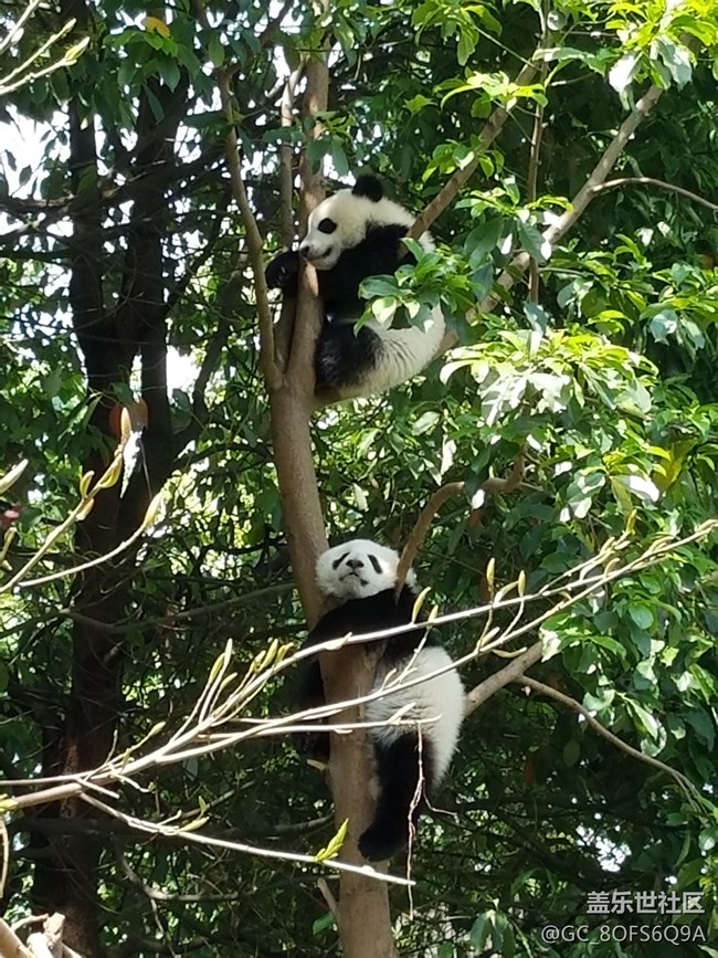今天更新效果