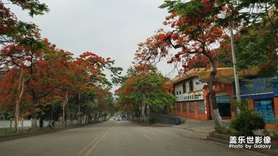 火红的攀枝花