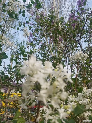 花