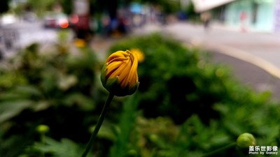 贵阳市的绿化带