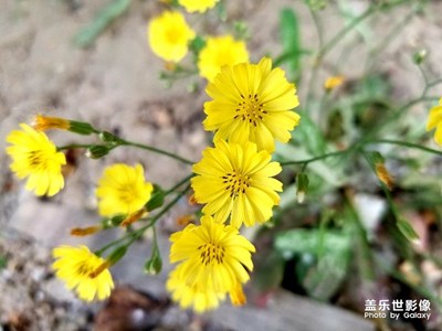 小黄花
