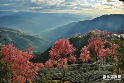 【中国最美瞬间】+无量山“樱花谷