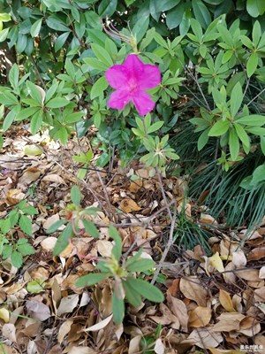 【我的手机在说话】+花颜花语