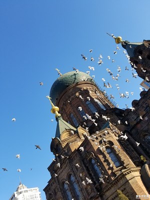 中国最美瞬间哈尔滨索菲亚教堂上空的和平鸽