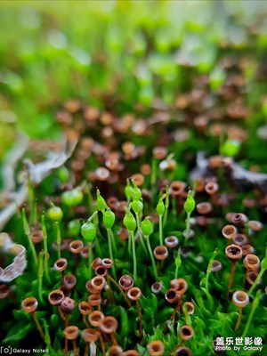 【中国最美瞬间】一些乱拍的图3