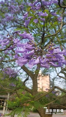 【中国最美瞬间】+ 蓝花楹