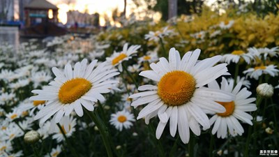 【我的手机在说话】+大滨菊