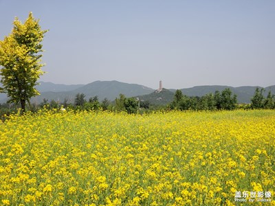 西山花海