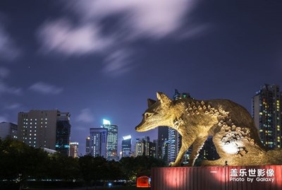 【中国最美瞬间】+城市夜狐